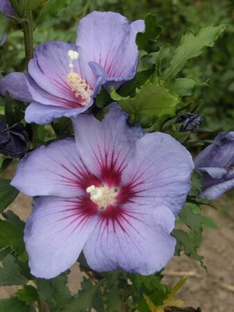 Hibiscus syr. Azurri (blauw) 60-80 cm met kluit - afbeelding 2
