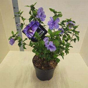 Hibiscus syr. Blue Chiffon 60-80 cm cont. 10L
