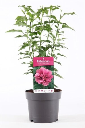 Hibiscus syr. 'Duc de Brabant' 40-50 cm cont. 3,0L - afbeelding 3