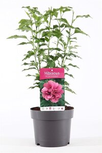 Hibiscus syr. 'Duc de Brabant' 40-50 cm cont. 3,0L - afbeelding 3
