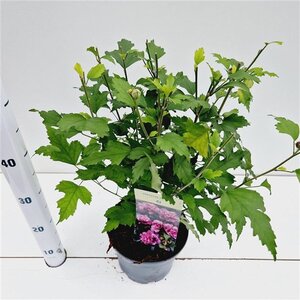 Hibiscus syr. 'Duc de Brabant' 40-50 cm cont. 3,0L - afbeelding 5