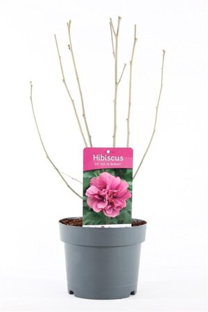 Hibiscus syr. 'Duc de Brabant' 40-50 cm cont. 3,0L - afbeelding 4
