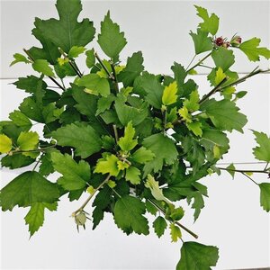 Hibiscus syr. 'Duc de Brabant' 40-50 cm cont. 3,0L - afbeelding 6