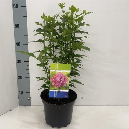 Hibiscus syr. 'Duc de Brabant' 40-50 cm cont. 3,0L - afbeelding 2