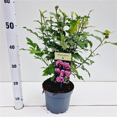 Hibiscus syr. 'Duc de Brabant' 40-50 cm cont. 3,0L - afbeelding 7