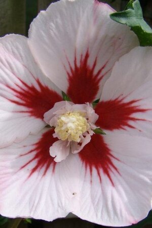 Hibiscus syr. 'Hamabo' GEEL 80-100 cm met kluit - afbeelding 3