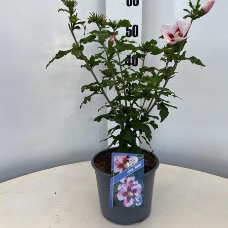 Hibiscus syr. 'Hamabo' GEEL geen maat specificatie cont. 3,0L - afbeelding 1