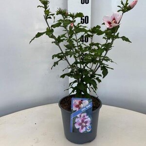 Hibiscus syr. 'Hamabo' GEEL geen maat specificatie cont. 3,0L