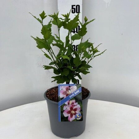 Hibiscus syr. 'Hamabo' GEEL geen maat specificatie cont. 3,0L - afbeelding 2