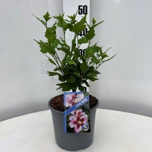 Hibiscus syr. 'Hamabo' GEEL geen maat specificatie cont. 3,0L - afbeelding 2