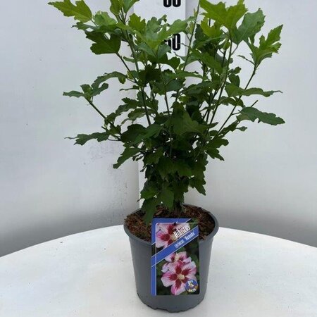 Hibiscus syr. 'Hamabo' GEEL geen maat specificatie cont. 3,0L - afbeelding 3