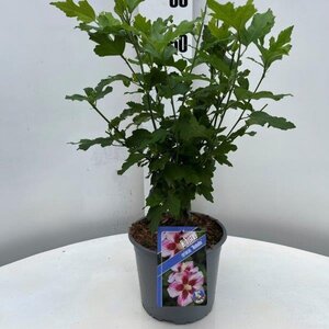 Hibiscus syr. 'Hamabo' GEEL geen maat specificatie cont. 3,0L - afbeelding 3