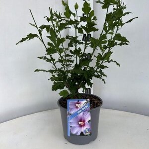 Hibiscus syr. 'Oiseau Bleu' BLAUW geen maat specificatie cont. 3,0L