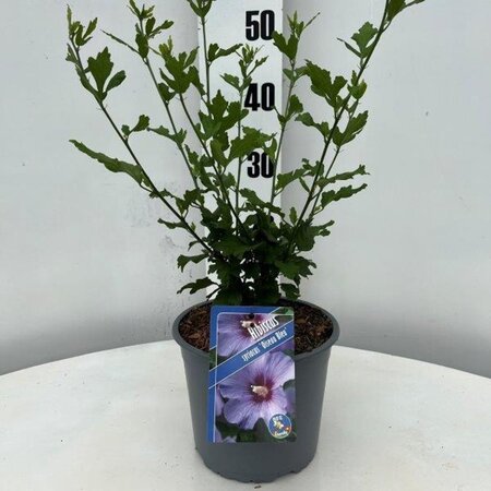 Hibiscus syr. 'Oiseau Bleu' BLAUW geen maat specificatie cont. 3,0L - afbeelding 2