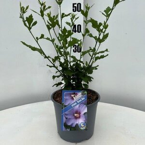 Hibiscus syr. 'Oiseau Bleu' BLAUW geen maat specificatie cont. 3,0L - afbeelding 2