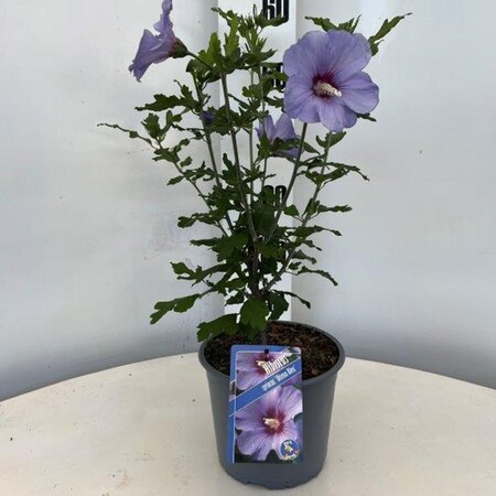 Hibiscus syr. 'Oiseau Bleu' BLAUW geen maat specificatie cont. 3,0L - afbeelding 3