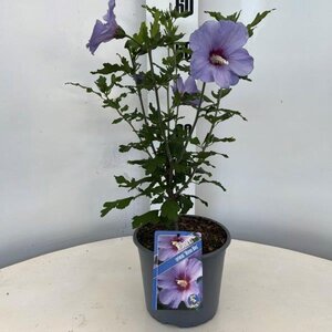 Hibiscus syr. 'Oiseau Bleu' BLAUW geen maat specificatie cont. 3,0L - afbeelding 3