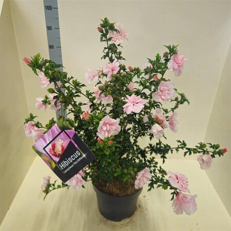 Hibiscus syr. Pink Chiffon 60-80 cm cont. 10L