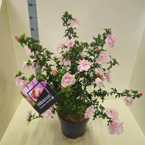 Hibiscus syr. Pink Chiffon 60-80 cm cont. 10L