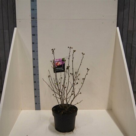 Hibiscus syr. Pink Chiffon 60-80 cm cont. 10L