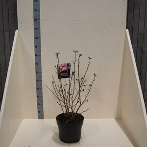 Hibiscus syr. Pink Chiffon 60-80 cm cont. 10L