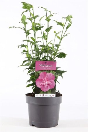 Hibiscus syr. Purple Ruffles 40-50 cm cont. 3,0L - afbeelding 1