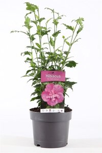 Hibiscus syr. Purple Ruffles 40-50 cm cont. 3,0L