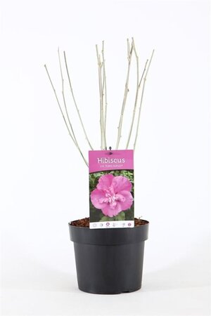 Hibiscus syr. Purple Ruffles 40-50 cm cont. 3,0L - afbeelding 2