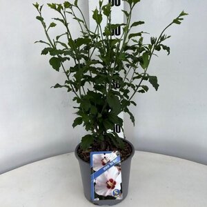 Hibiscus syr. 'Red Heart' geen maat specificatie cont. 3,0L