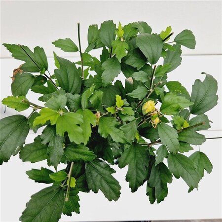 Hibiscus syr. 'Speciosus' 40-50 cm cont. 3,0L - afbeelding 5
