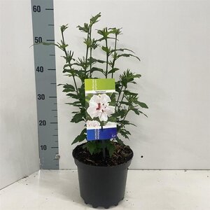 Hibiscus syr. 'Speciosus' 40-50 cm cont. 3,0L
