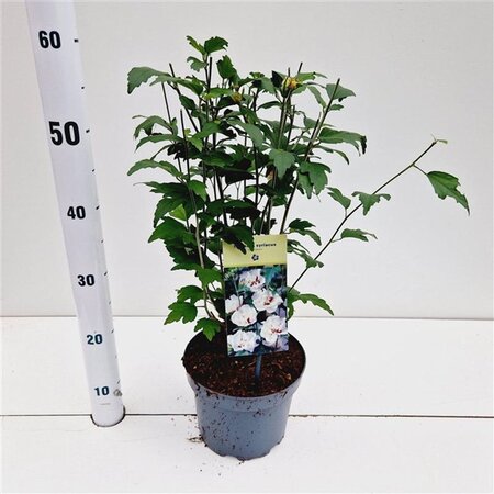 Hibiscus syr. 'Speciosus' 40-50 cm cont. 3,0L - afbeelding 6