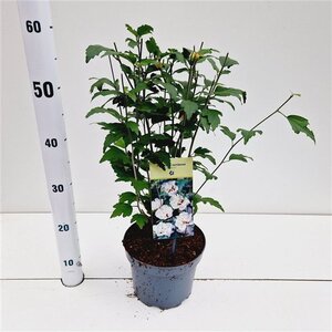 Hibiscus syr. 'Speciosus' 40-50 cm cont. 3,0L - afbeelding 6