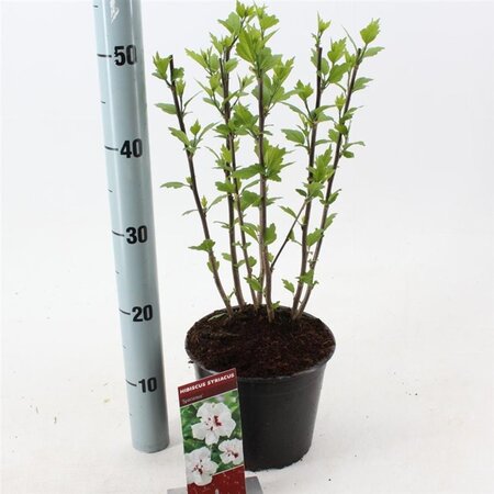 Hibiscus syr. 'Speciosus' 40-50 cm cont. 3,0L - afbeelding 2
