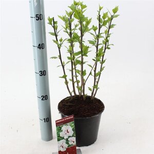 Hibiscus syr. 'Speciosus' 40-50 cm cont. 3,0L - afbeelding 2