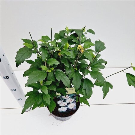 Hibiscus syr. 'Speciosus' 40-50 cm cont. 3,0L - afbeelding 7