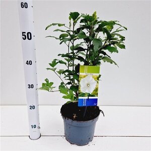 Hibiscus syr. 'Totus Albus' 40-50 cm cont. 3,0L - afbeelding 2