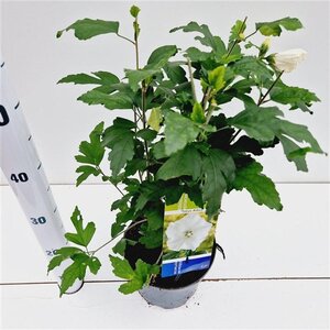 Hibiscus syr. 'Totus Albus' 40-50 cm cont. 3,0L - afbeelding 3