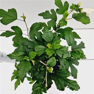 Hibiscus syr. 'Totus Albus' 40-50 cm cont. 3,0L - afbeelding 4