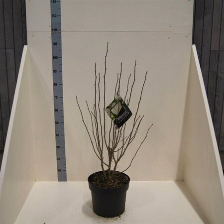 Hibiscus syr. White Chiffon 60-80 cm cont. 10L