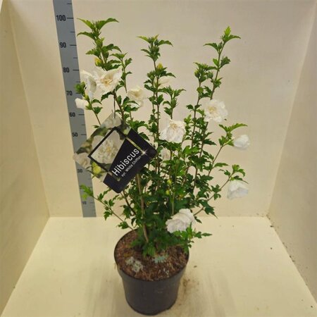 Hibiscus syr. White Chiffon 60-80 cm cont. 10L