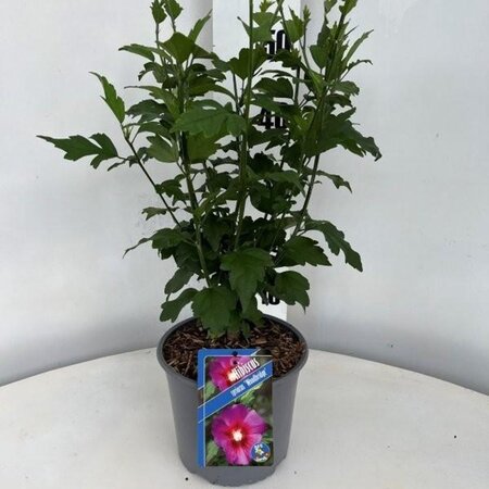 Hibiscus syr. 'Woodbridge' ROZE geen maat specificatie cont. 3,0L - afbeelding 1