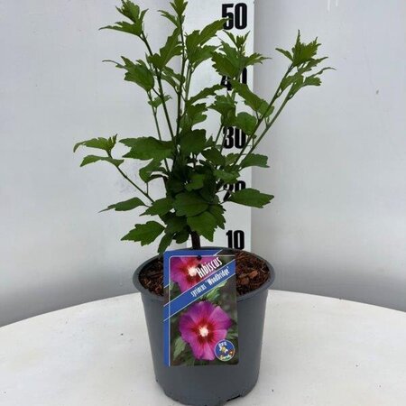 Hibiscus syr. 'Woodbridge' ROZE geen maat specificatie cont. 3,0L - afbeelding 2