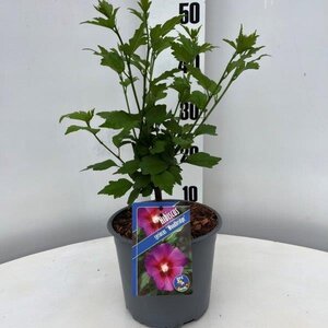 Hibiscus syr. 'Woodbridge' ROZE geen maat specificatie cont. 3,0L - afbeelding 2