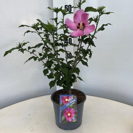 Hibiscus syr. 'Woodbridge' ROZE geen maat specificatie cont. 3,0L - afbeelding 3