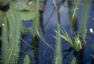 Hippuris vulgaris geen maat specificatie 0,55L/P9cm - afbeelding 2