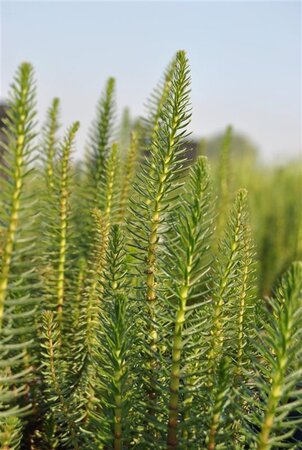 Hippuris vulgaris geen maat specificatie 0,55L/P9cm - image 1