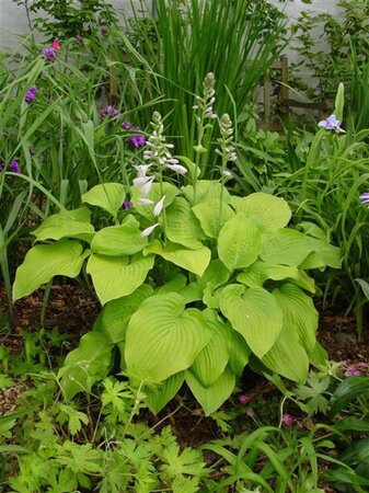Hosta 'August Moon' geen maat specificatie 0,55L/P9cm - afbeelding 2