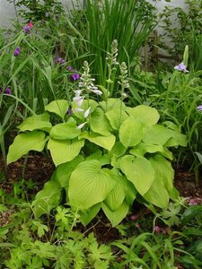 Hosta 'August Moon' geen maat specificatie 0,55L/P9cm - afbeelding 2