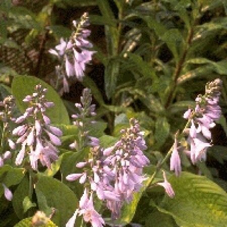 Hosta 'August Moon' geen maat specificatie 0,55L/P9cm - afbeelding 3
